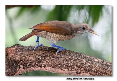 King Bird of Paradise