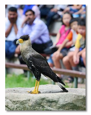 Birds of Prey (Jurong Bird Park)