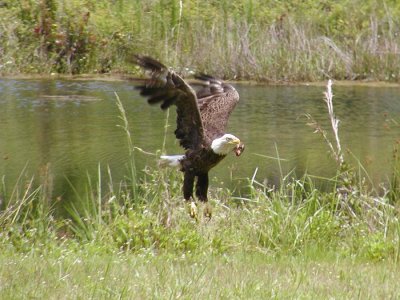 Eagel with fish