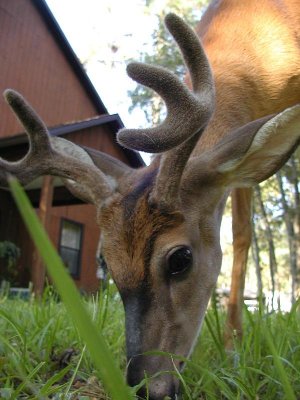 deer named P.J.