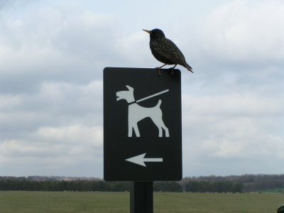 BirdBoard.JPG