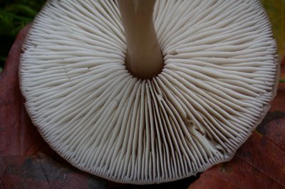 Mushroom Gill - Lameller
