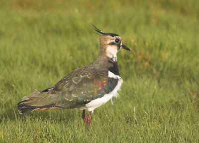 Lapwing male winter - Vibe han vinterdragt - Vanellus vanellus