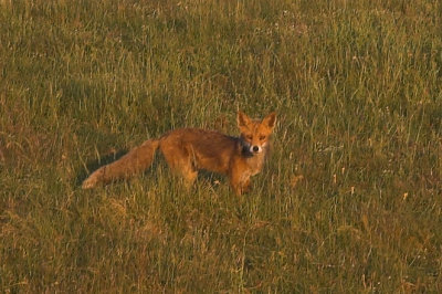  Fox - Ræv - Vulpes vulpes
