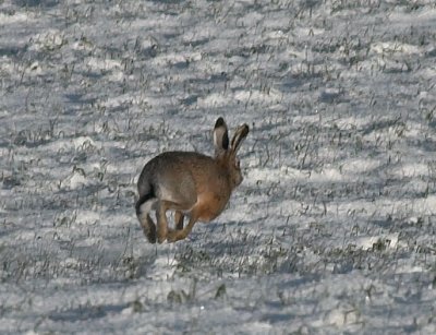 Hare - Hare- Lepus europaeus