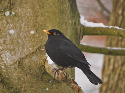 Blackbird - Solsort - Turdus merula