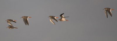 Redshank - Rdben ( Islandsk ?) - Tringa totanus robusta ?