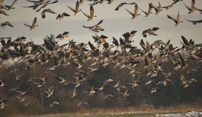 Pink-footed Goose - Kortnbbet Gs- Anser brachyrhynchus
