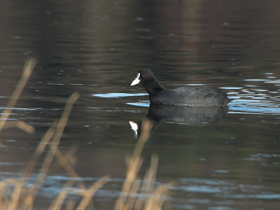 Coot - Blishøne - Fulica atra