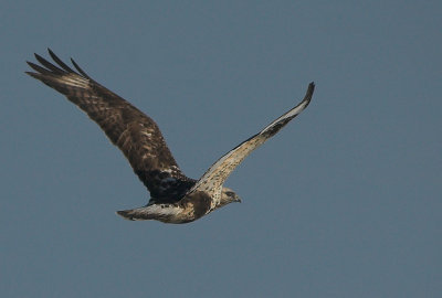 Rough-legged Buzzard juv - Fjeldvge - Buteo lagopus