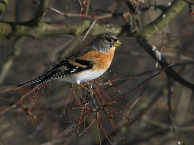 Bramling male - Kvkerfinke han - Fringilla montifringilla