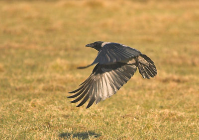 Hooded Crow - Grkrage - Corvus cornix