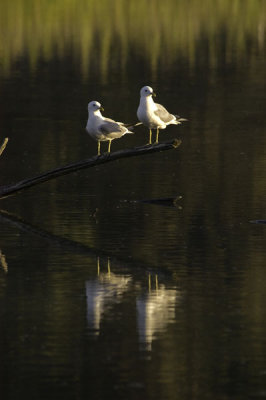 Common Gull - Stormmåge -Larus canus