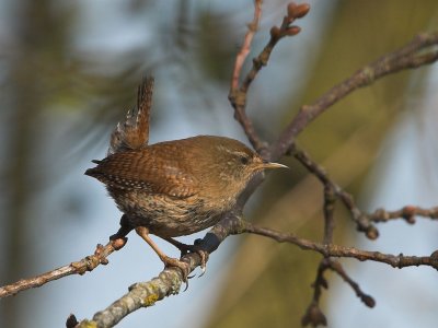 Wren - Gærdesmutte - Troglodytes troglodytes