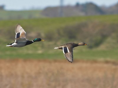 Mallard male and female - Grand - Anas platyrhynchos