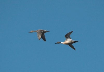 Pintail - Spidsand - Anas acuta