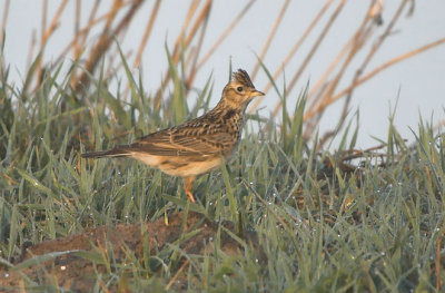 Skylark - Sanglærke - Alauda arvensis