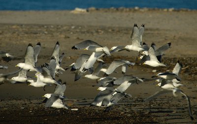 Kittiwake - Ride - Rissa tridactyla