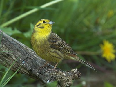 Yellowhammer - Gulspurv - Emberiza citrinella