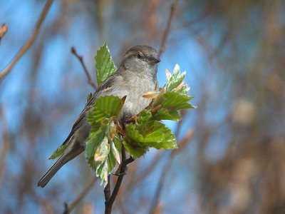 House Sparrow - Grspurv - Passer domesticus