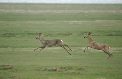 Roe deer - Rdyr - Capreolus capreolus