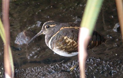 Painted-Snipe - Broget Riksesneppe - Rostratula benghalensis