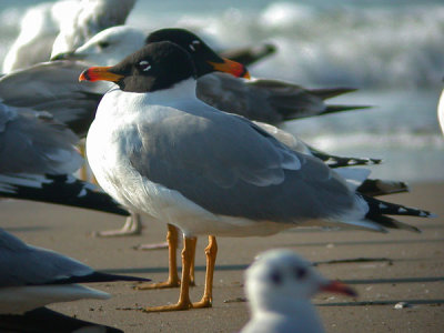 Great black-headed gull - Stor Sorthovedet Måge- Larus ichthyaetus
