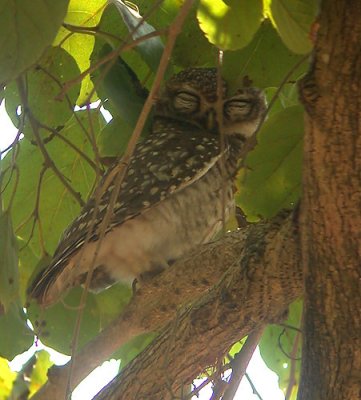 Spotted owlet - Athene brama