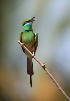 Little green bee-eater - Lille Grøn Biæder - Merops orientales