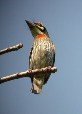 Coppersmith Barbet - Megalaima haemacephala