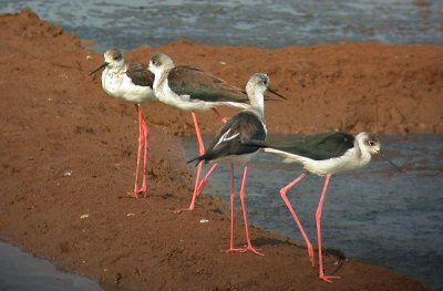 Black-Winged Stilt - Stylteløber - Himantopus himantopus