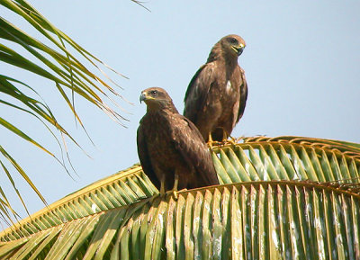 Black Kite - Sort-Glente - Milvus migrans govinde