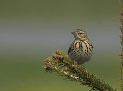 Tree Pipit - Skovpiber - Anthus trivialis