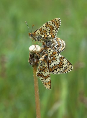 Glanville Fritillary - Okkergul Pletvinge - Militaea cinxia