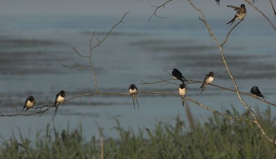 Barn Swallow - Landsvale - Hirundo rustica