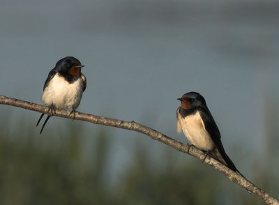 Barn Swallow - Landsvale - Hirundo rustica