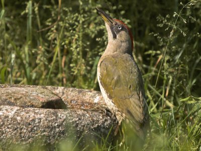 Green Woodpecker- Grnsptte - Picus veridis