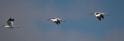 Avocet - Klyde - Recurvirostra avosetta