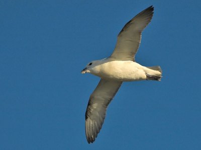 Fulmar -Mallemuk - Fulmarus glacialis