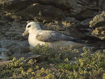 Fulmar -Mallemuk - Fulmarus glacialis