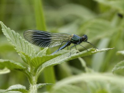 Baandet Pragtvandnymfe - Agrion splendens