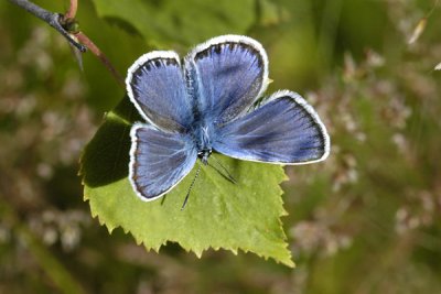 Silverstudded Blue - Argus Blfugl - Plebajus argus