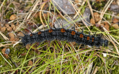 Caterpillar of Camberwell beauty - Larve af-Srgekbe - Nymphalis antiopa