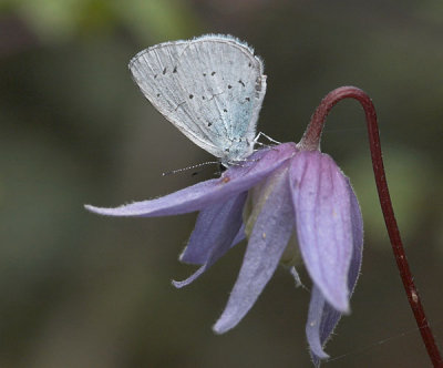 Holly blue - Skovblfugl - Celastrina argiolus