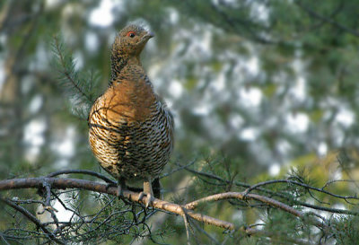 Capercaillie from a hide in Dalarna, Sweden