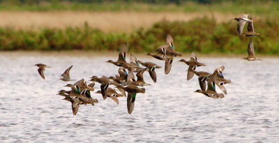 Teal - Anas crecca - Krikand  and some Ruff and Spottet Redshank
