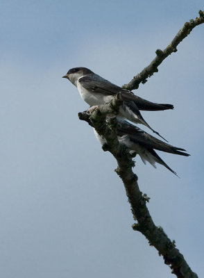 House Martin juv - Bysvale juv - Delichon urba