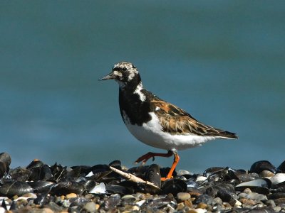 Turnstone - Stenvender - Arenaria interpres