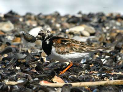 Turnstone - Stenvender - Arenaria interpres