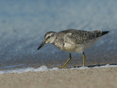 Knot - Islandsk Ryle - Calidris canutus